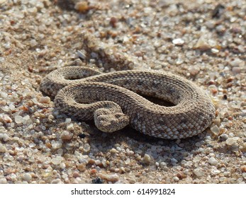 Snake Peringueys Adder, 
Other Names: Peringuey's Desert Adder Or Sidewinding Adder,
Lat.:  Bitis Peringueyi
Near Swakopmund, Namibia, Namib Desert
