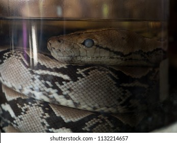 347 Snake in liquor bottle Images, Stock Photos & Vectors | Shutterstock