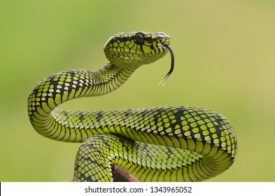 Snake Pit Viper