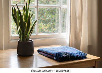 Snake Plant And A Cozy Blanket In A Beautifully Designed Home Or Apartment Interior.