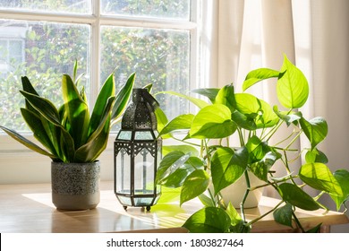 Snake Plant And Devils Ivy In A Beautifully Designed Home Or Apartment Interior.