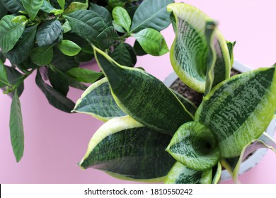 Snake Plant And Gardenia Pot Plant