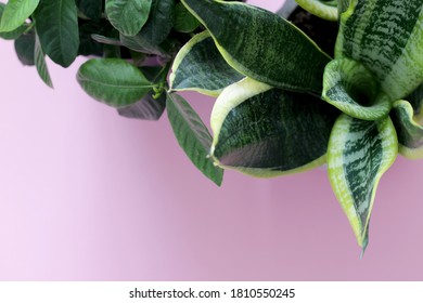 Snake Plant And Gardenia Pot Plant