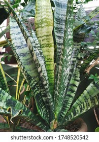 Snake Plant Also Known As Mother In Law's Tounge Popular As Indoor Plant