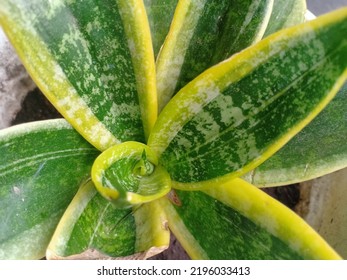 The Snake Plant Leaves Are Dramatic And Beautiful. Snake Plants From Tropical Africa.