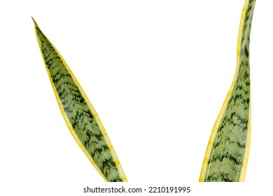 Snake Plant Leaves On White Isolated Background