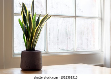 Snake Plant Next To A Window, In A Beautifully Designed Interior.