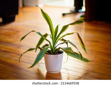 Snake Plant On Hardwood Floor With Dying Leaves Adding Character