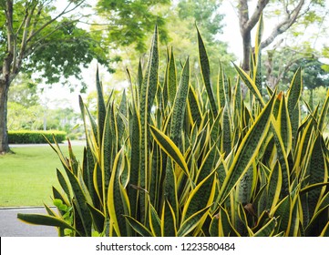 Snake plant in the park . Other name : Sansevieria trifasciata Prain , Mother in law tongue , Viper's bowstring hemp . Can be used indoor or in shade area . can plant in bedroom to make fresh air .