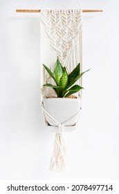 Snake plant in pot with cotton macrame plant holder over white background