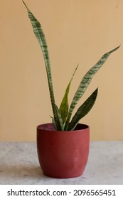 Snake Plant Potted In A Ceramic Planter 