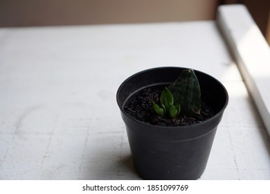 Snake Plant Propagation By Leaf Cuttings       