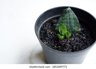 Snake Plant Propagation By Leaf Cuttings       