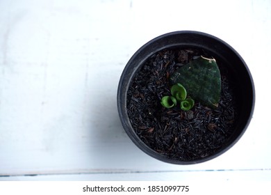 Snake Plant Propagation By Leaf Cuttings       