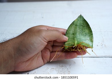 Snake Plant Propagation By Leaf Cuttings                          