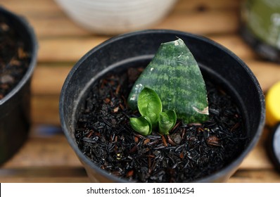 Snake Plant Propagation By Leaf Cuttings                 