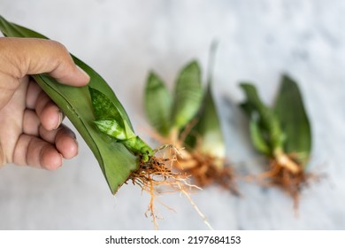 Snake Plant Propagation By Single Leaf Cutting Closeup View With Selective Focus