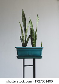 Snake Plant Or Saint George's Sword On A Green Flowerpot