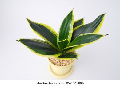 Snake Plant, Sansevieria, Asparagaceae On Pot Isolated On White Background