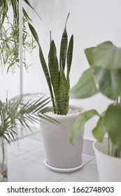 Snake Plant Or Sansevieria Black Coral Plant In White Pot With Plain White Background And Plant Framing Infront Of The Picture