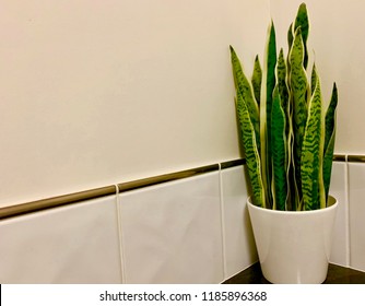 Snake Plant (Sansevieria Sp) In A White Pot In The Corner Of A Bathroom With A Tiled Background