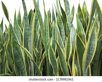 Snake Plant  Shape On Isolated Background