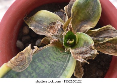 Snake Plant That Leaves Are Dying. 