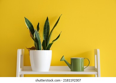 Snake plant and watering can on shelf near yellow wall
