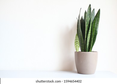 Snake Plant With White Background