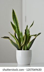 Snake Plant In A White Ceramic Pot