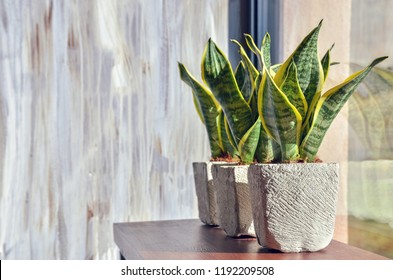 Snake plants in pots on light grey grunge background