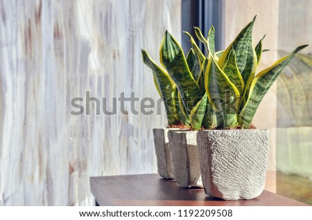 Snake plants in pots on light grey grunge background