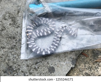 Snake Plastic Bag Namedredtailed Pipe Snake Stock Photo 1256999581