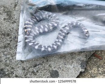 Snake Plastic Bag Namedredtailed Pipe Snake Stock Photo 1256999578