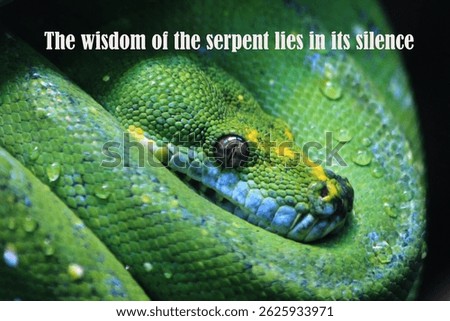 Snake quotes and caption - The wisdom of the serpent lies in its silence.