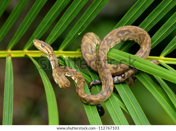 rainforest boa constrictor