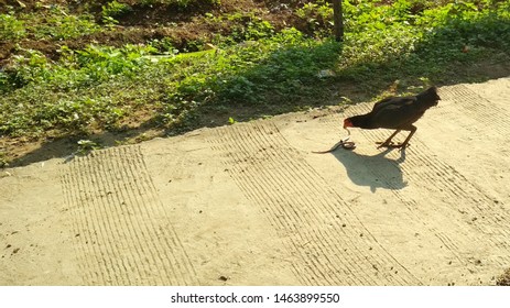 Chicken Snake Images Stock Photos Vectors Shutterstock