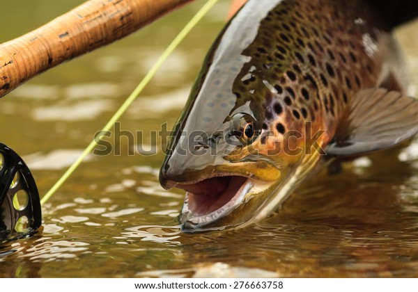 Snake River Brown\
Trout