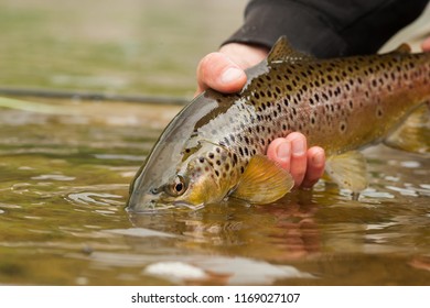 Snake River Brown Trout Release