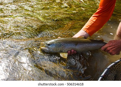 Snake River Fly Fishing