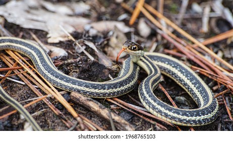 Snake In Sam Houston Jones State Park