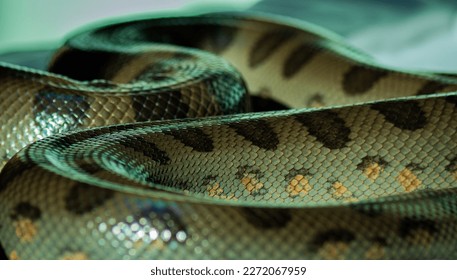 snake scale macro close up - Powered by Shutterstock