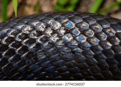 Snake scale pattern. Black snake scales. Close-up of snakeskin scales. Scaly snake skin. Exotic reptilian pattern. Leathery snake texture. Snakes scales detailed reptilian texture. Black leathery.