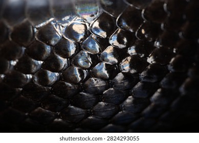 Snake scale pattern. Black snake scales. Close-up of snakeskin scales. Scaly snake skin. Exotic reptilian pattern. Leathery snake texture. Snakes scales detailed reptilian texture. Black leathery.