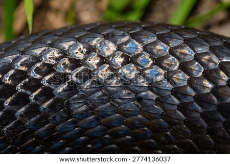 Snake scale pattern. Black snake scales. Close-up of snakeskin scales. Scaly snake skin. Exotic reptilian pattern. Leathery snake texture. Snakes scales detailed reptilian texture. Black leathery.