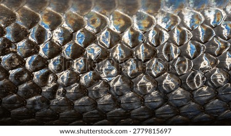 Snake scale pattern. Black snake scales. Close-up of snakeskin scales. Macro scaly snake skin. Exotic reptilian pattern. Leathery snake texture.