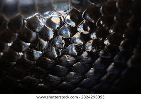 Snake scale pattern. Black snake scales. Close-up of snakeskin scales. Scaly snake skin. Exotic reptilian pattern. Leathery snake texture. Snakes scales detailed reptilian texture. Black leathery.