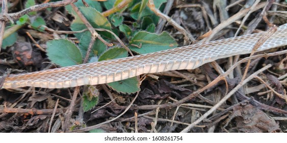 Snake Scale As Zoological Specimen 