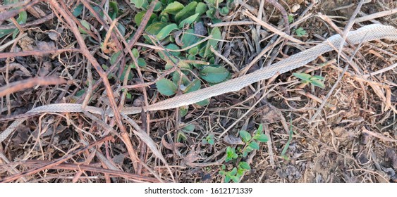 Snake Scale As Zoological Specimen 