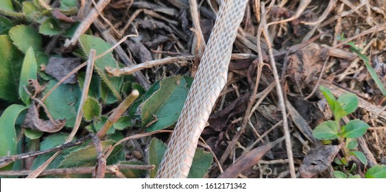 Snake Scale As Zoological Specimen 